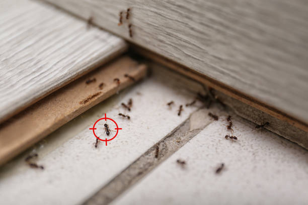 Best Pest Control Near Me  in Farmington, IL
