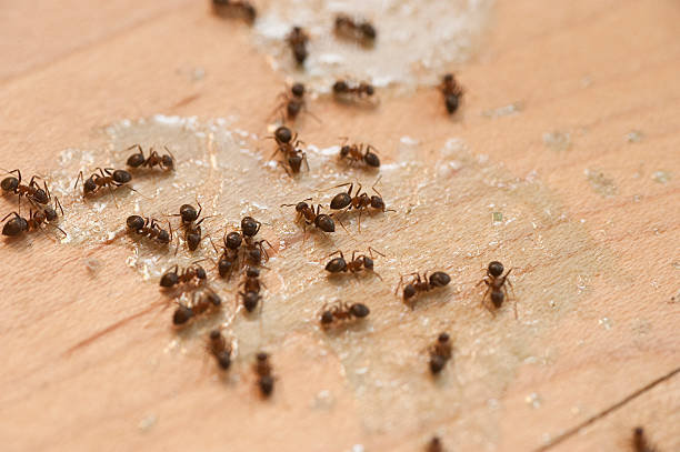 Best Termite Control Services  in Farmington, IL