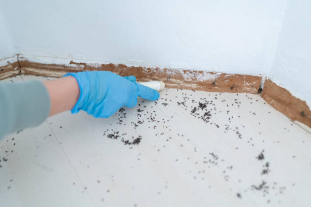 Best Affordable Pest Control Services  in Farmington, IL